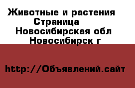  Животные и растения - Страница 10 . Новосибирская обл.,Новосибирск г.